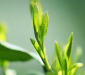 在杭州，獅峰龍井多少錢一斤？