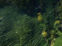 西湖龍井是不是有5個(gè)產(chǎn)區(qū)，哪個(gè)產(chǎn)區(qū)最好