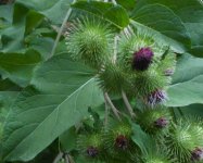 牛蒡醬怎么吃？