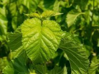 夏天養(yǎng)蠶桑葉一會(huì)就干了怎么辦？