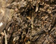 07年中茶8838生茶口感？