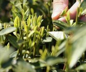 茶的原產(chǎn)地是哪個(gè)國家？