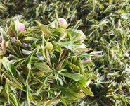 臨沂特產(chǎn)送人必買清單？