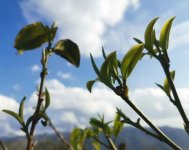 臨滄頂級(jí)好茶，就在這四個(gè)山頭