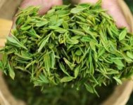 茶樹產量高嗎？一畝產多少斤？