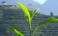 客田鎮(zhèn)：茶樹吐新芽，茶農(nóng)喜增收